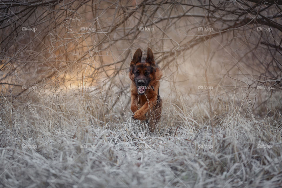 German shepherd dog walking in an winter forest