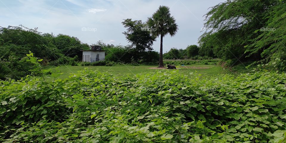 Green day of beautiful nature