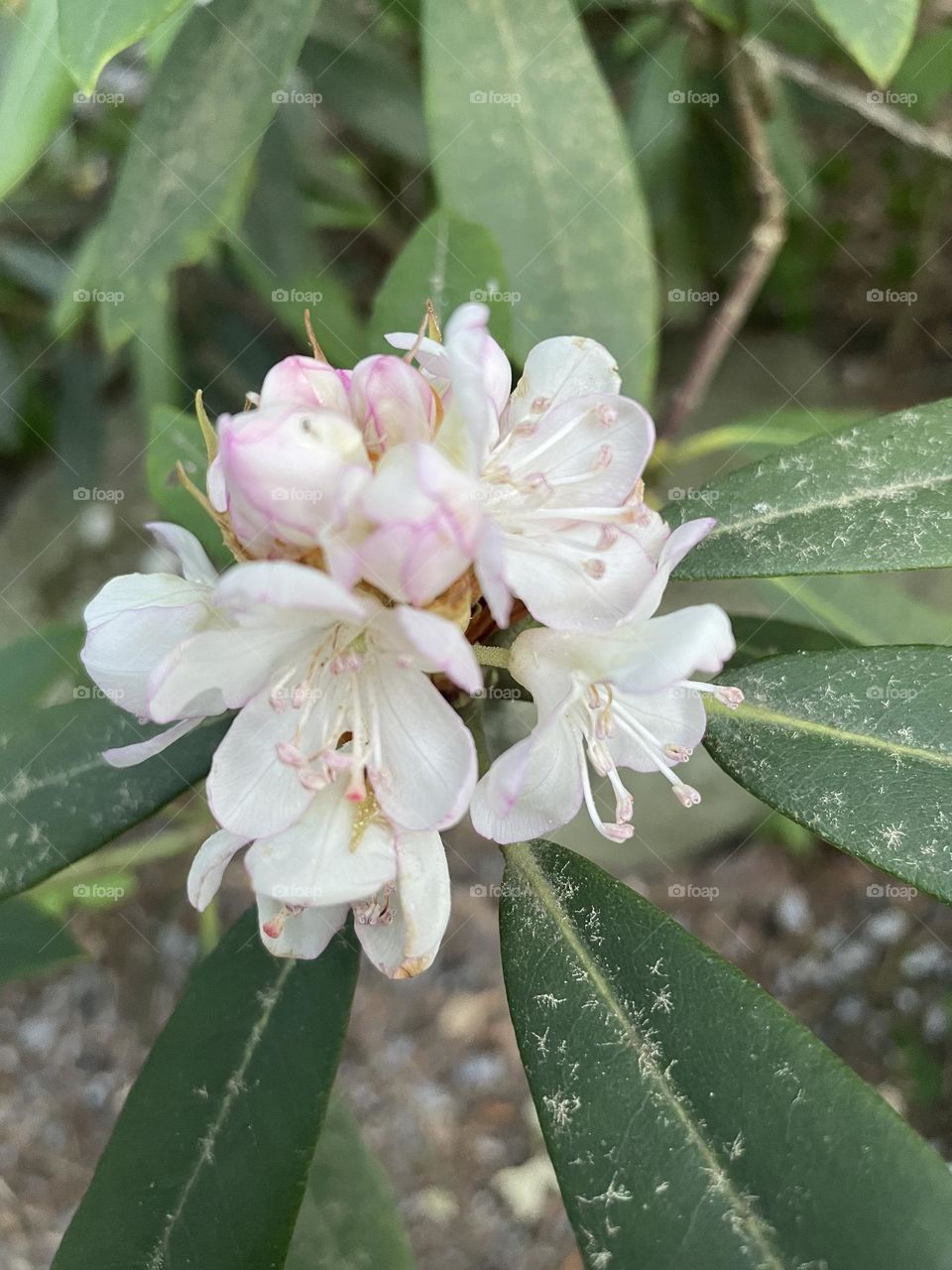 Mountain laurel  