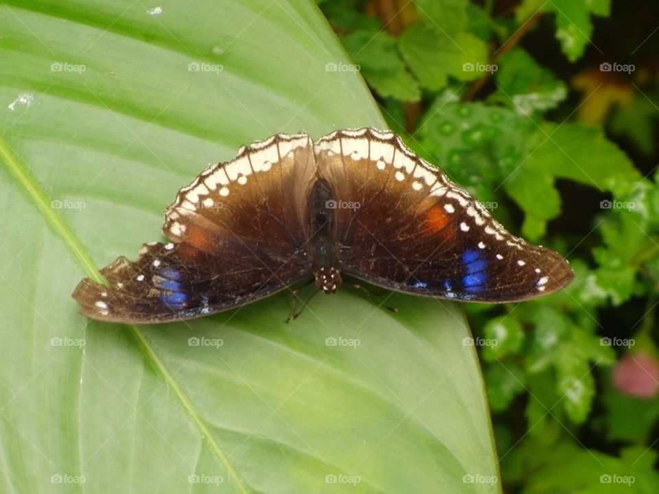 Upside down butterfly