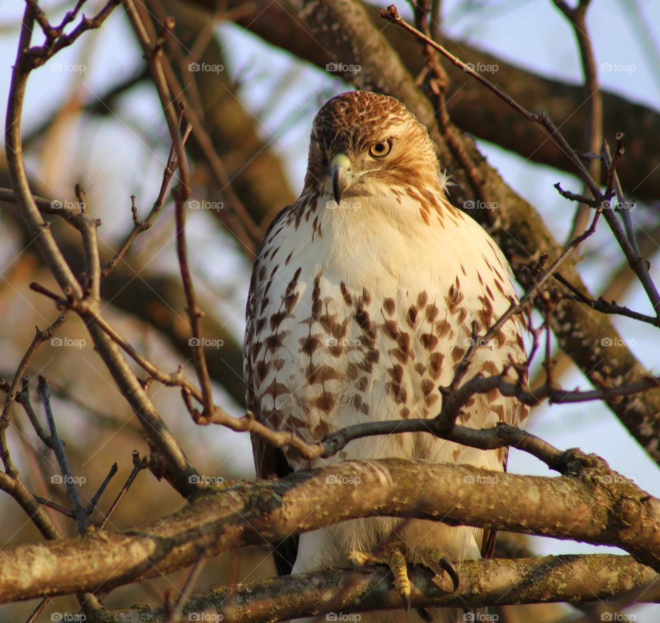 red tailed hawk