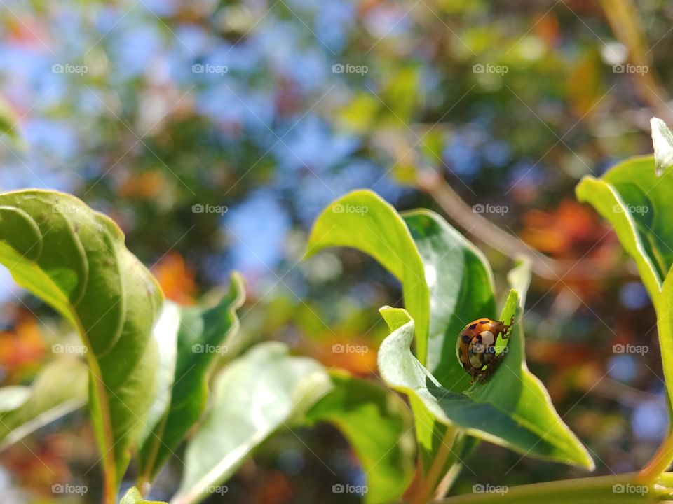 Small, orange ladybug crawling on one of many bright green leaves which are a part of a larger bush with orange flowers blurred in the background.