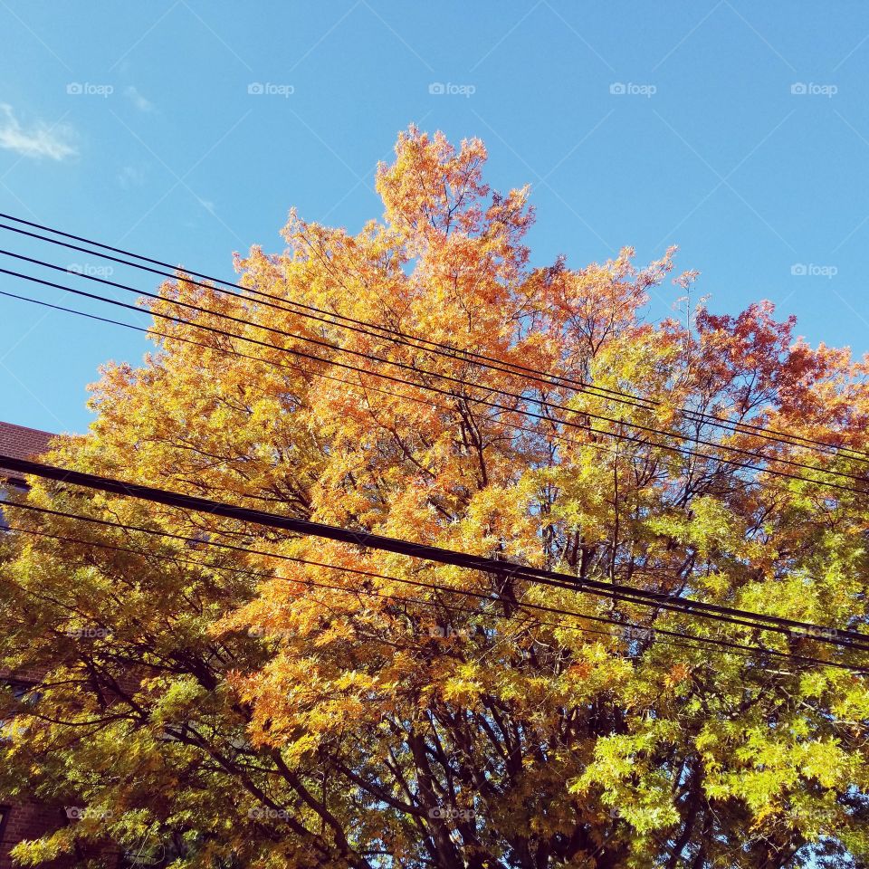 Fall, Leaf, Tree, Maple, Nature