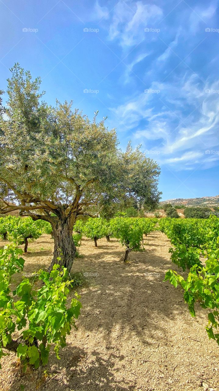 An olive tree in a vineyard in Pissouri, Cyprus . A perfect place to relax and enjoy the beautiful scenery 
