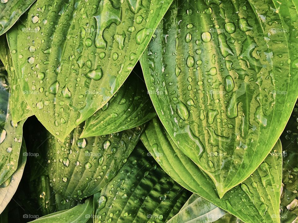 Green leaves