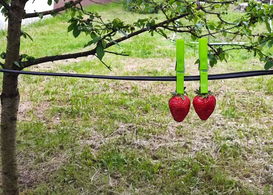 Complementary Colors, Red and Green