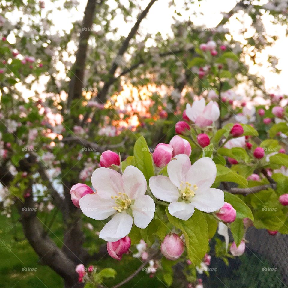 Spring blossoms at sunset
