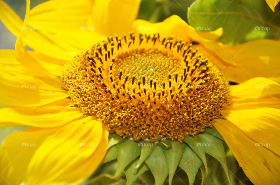 sunny sunflowers