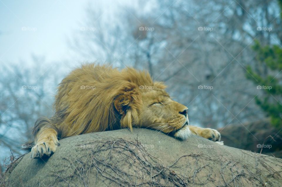 Sleep like a Lion