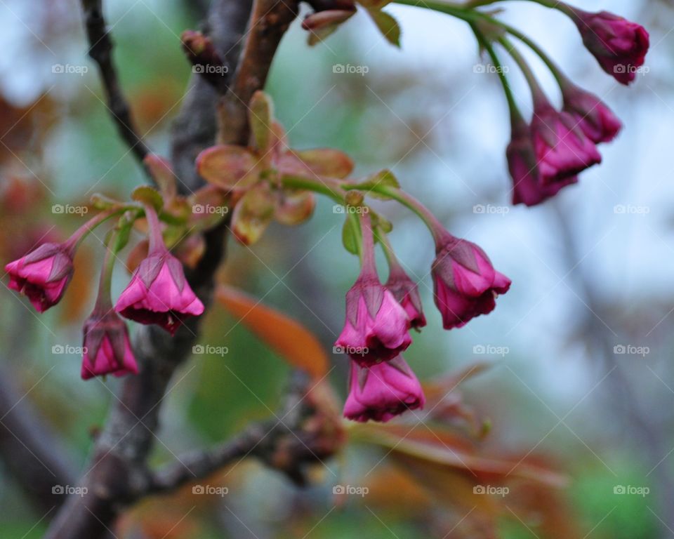 Blossoms hanging from tree