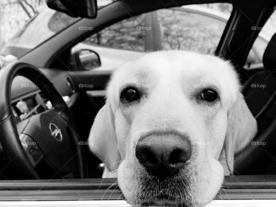 Doggy driver