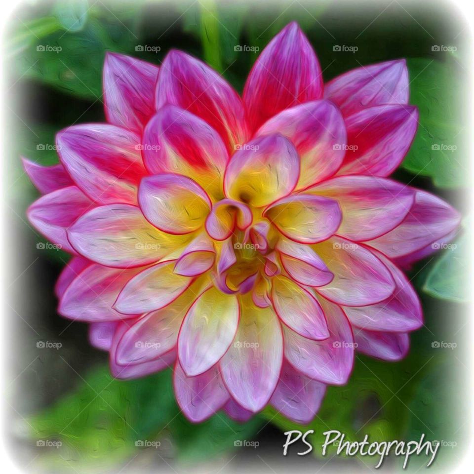 Dahlia. My son's girlfriend gave me this Dahlia for Mother's Day.  Set aside and forgotten, it then bloomed all summer long!