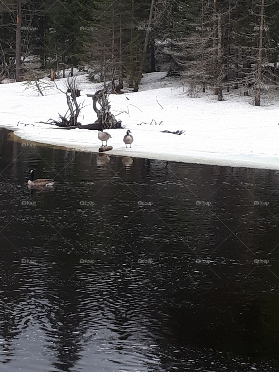 Canadien goose in the river 