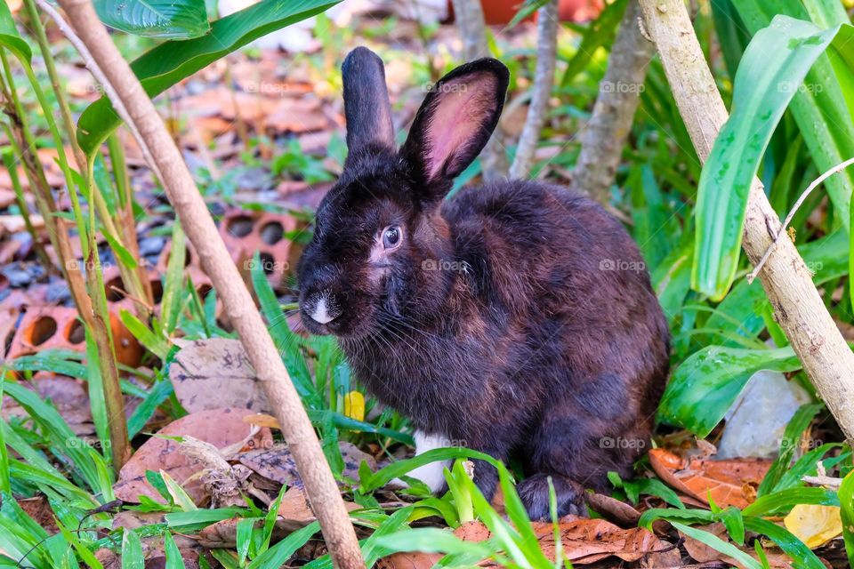 a black rabbit exploring the garden