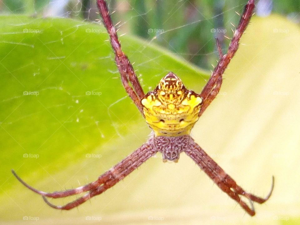 Yellowback spider