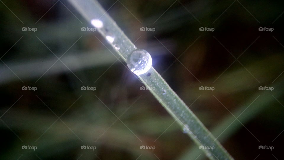 the most beautiful water drop on grass