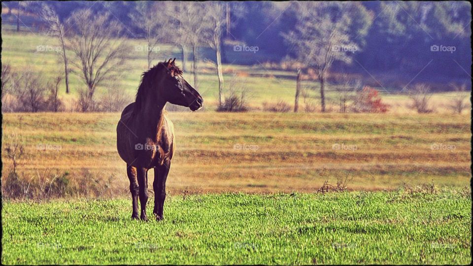 Paso Fino Stallion