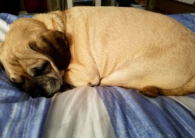 Who says older dogs are less cute?