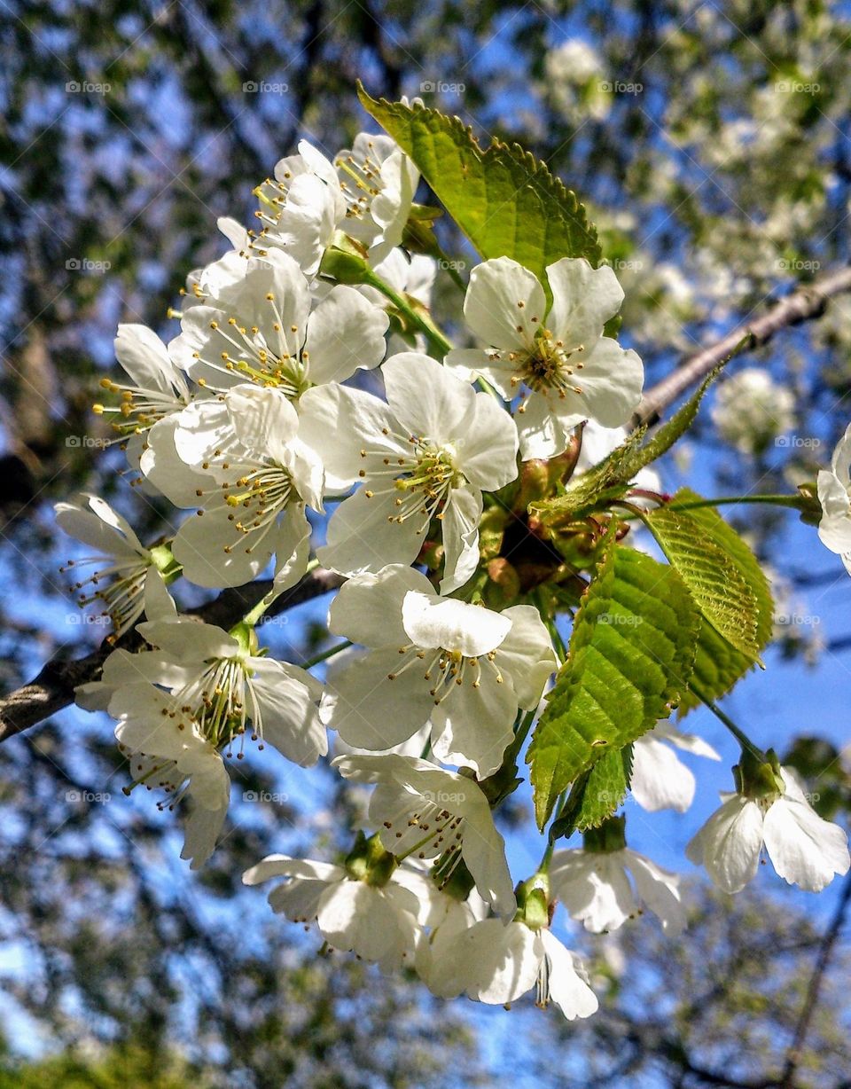 Blossoming🌸 The garden🌸 Spring time🌸