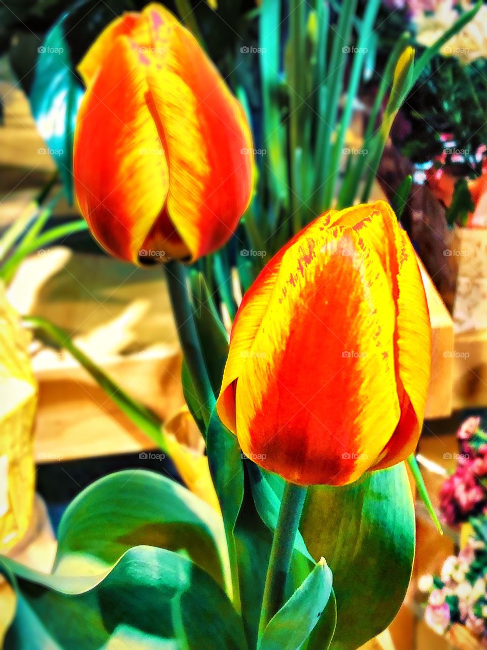 Tulips