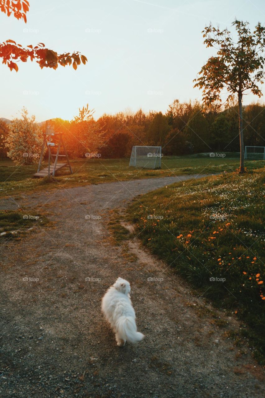 Golden Evening 