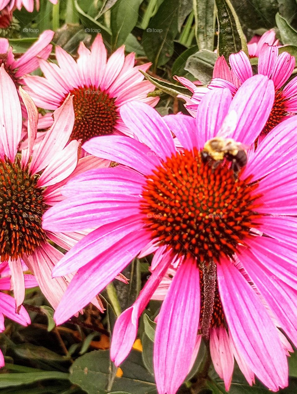 Bee on Flower