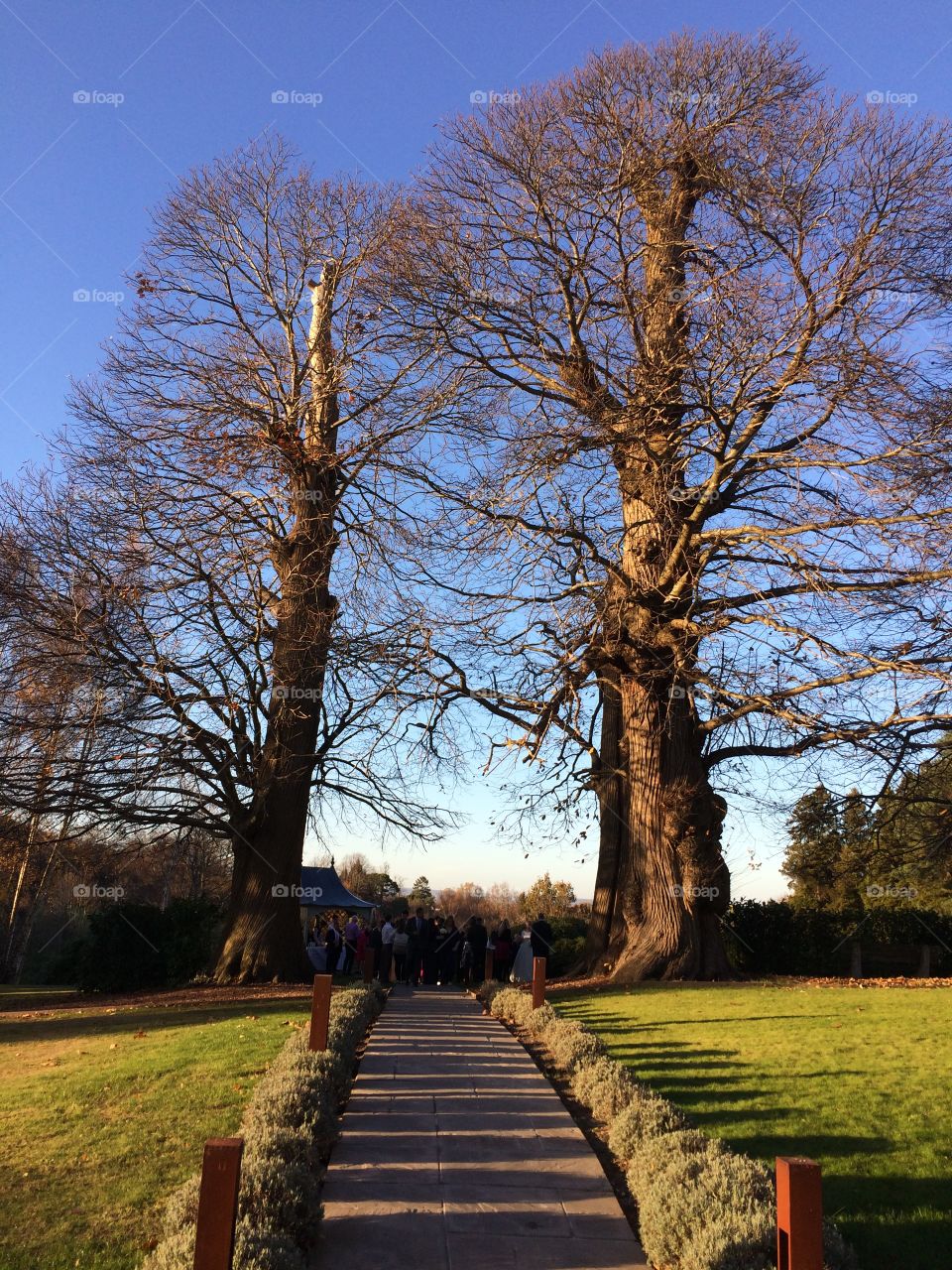Nature's lines on an autumn afternoon 