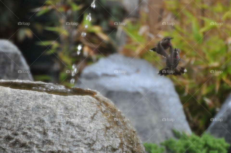 Hummingbird fight