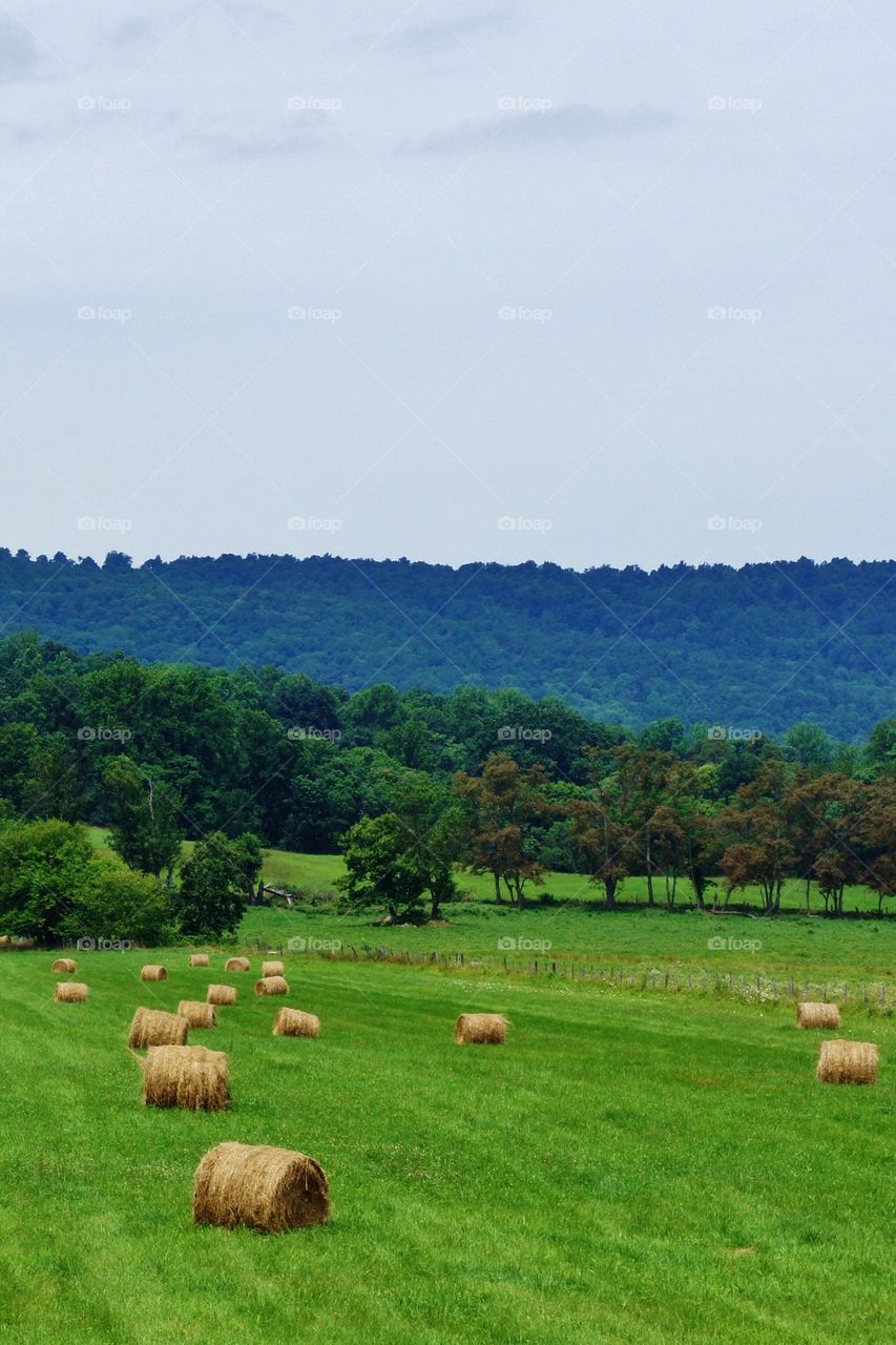 View of green farm