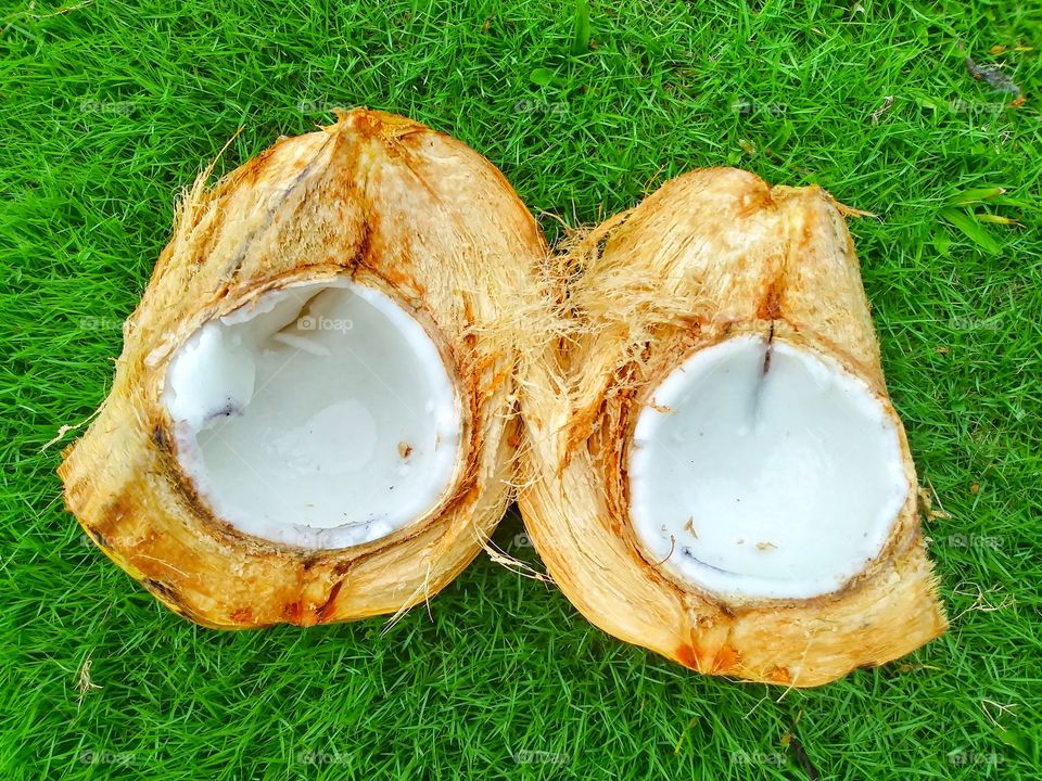 Coconut Cut in Two
