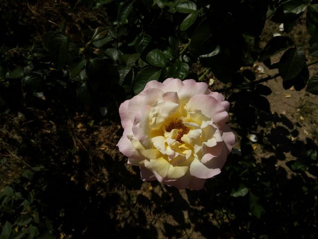 Beautiful rose