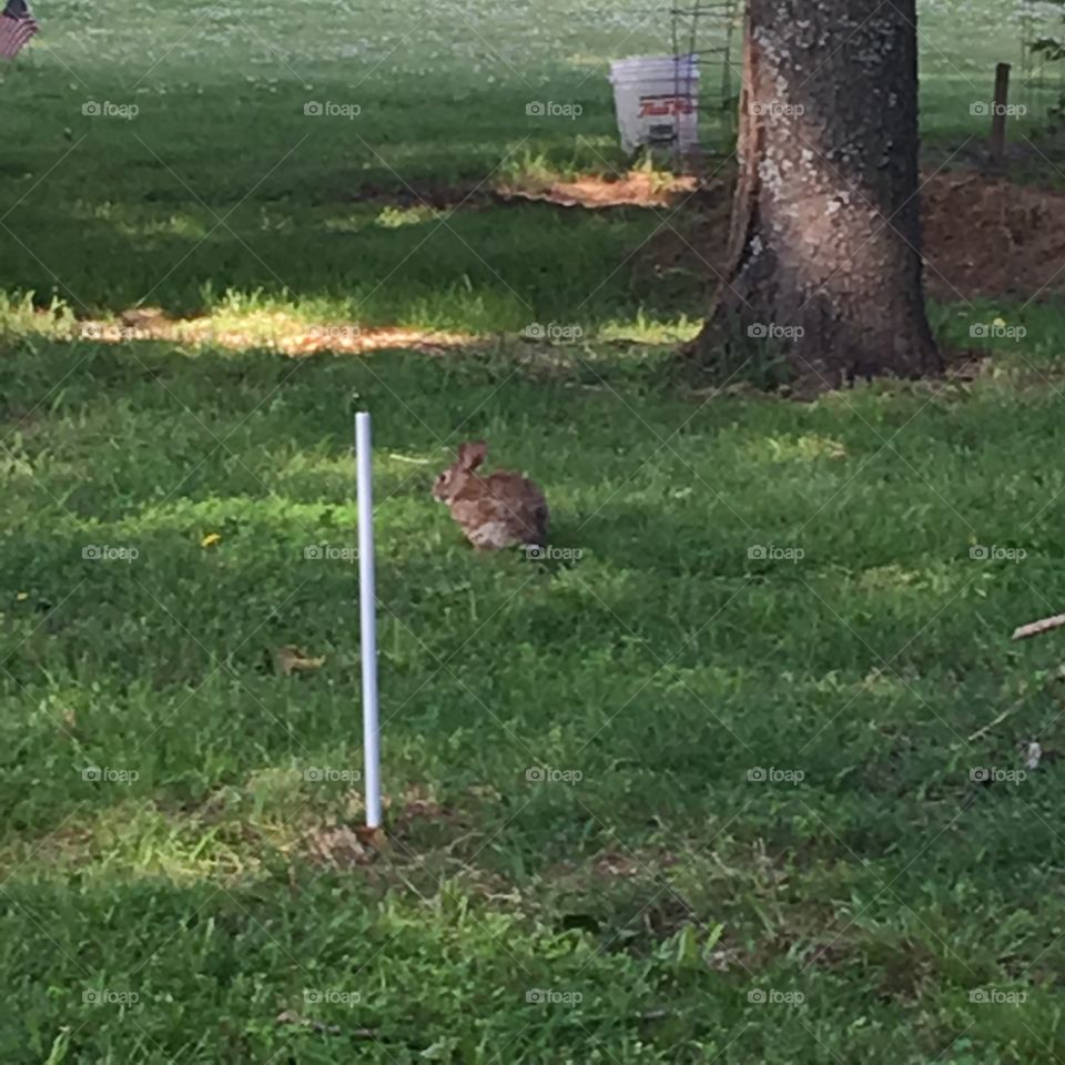 Wild but cute bunny,brown in coloring is what we have. Time to give more food to him and his family.