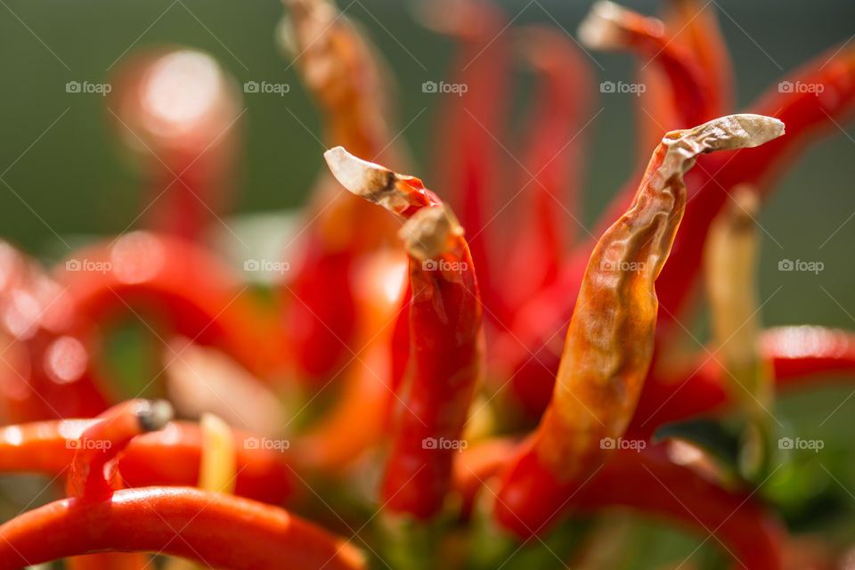 Close-up of red hot pepper
