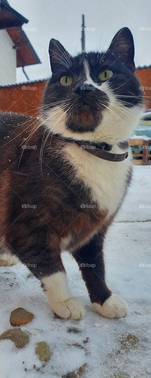 🐈‍⬛🐾🐈‍⬛ cat .. românia