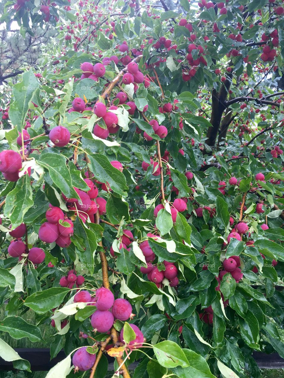 Fruit tree