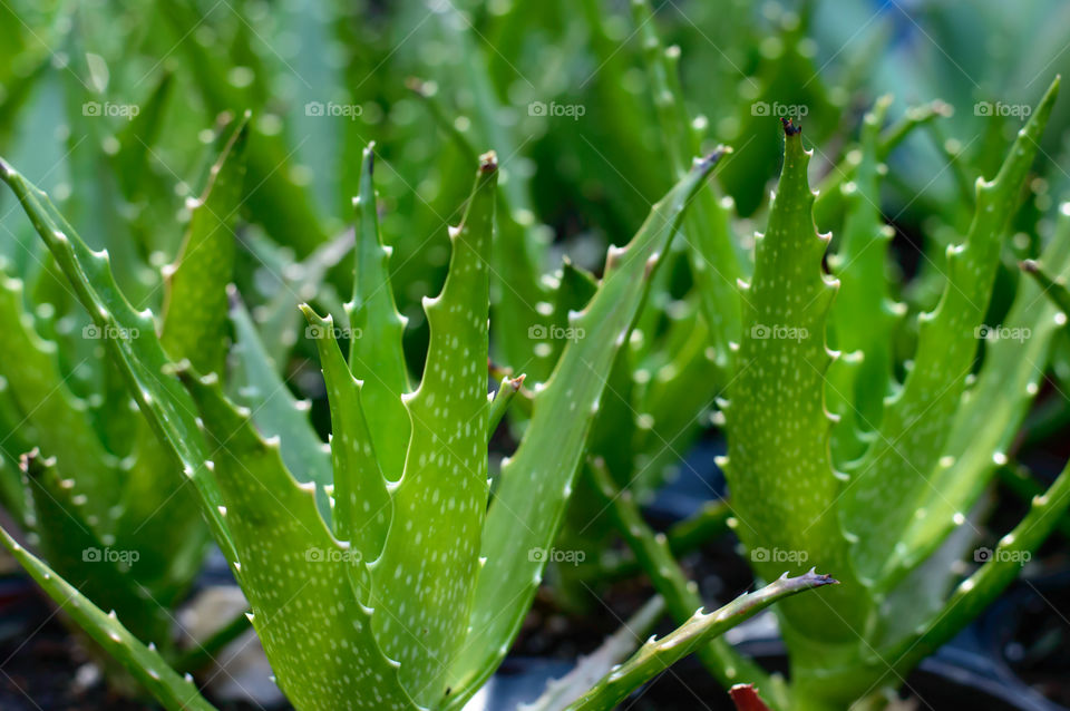 Fresh growing succulents 