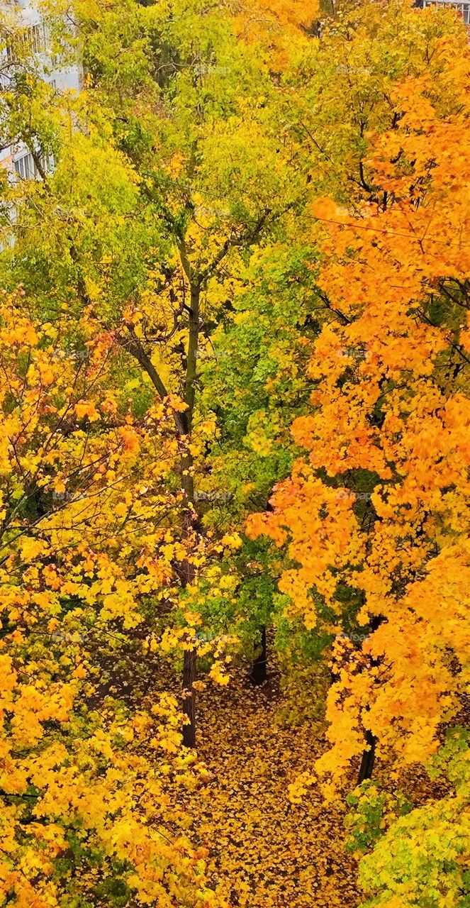 The colors of autumn