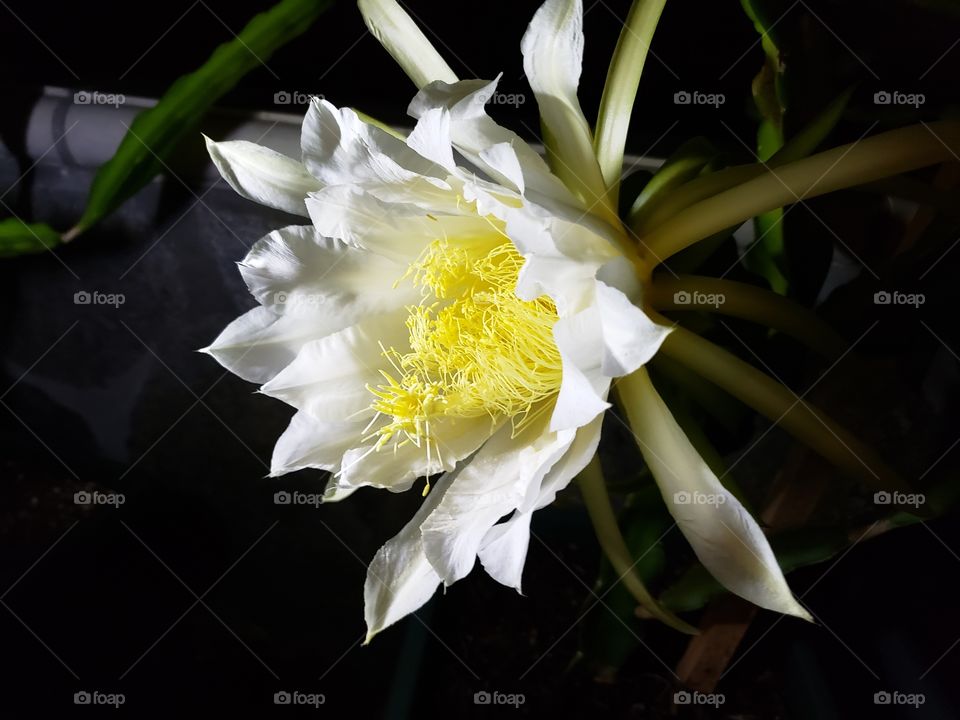 Dragon fruit flower blossom