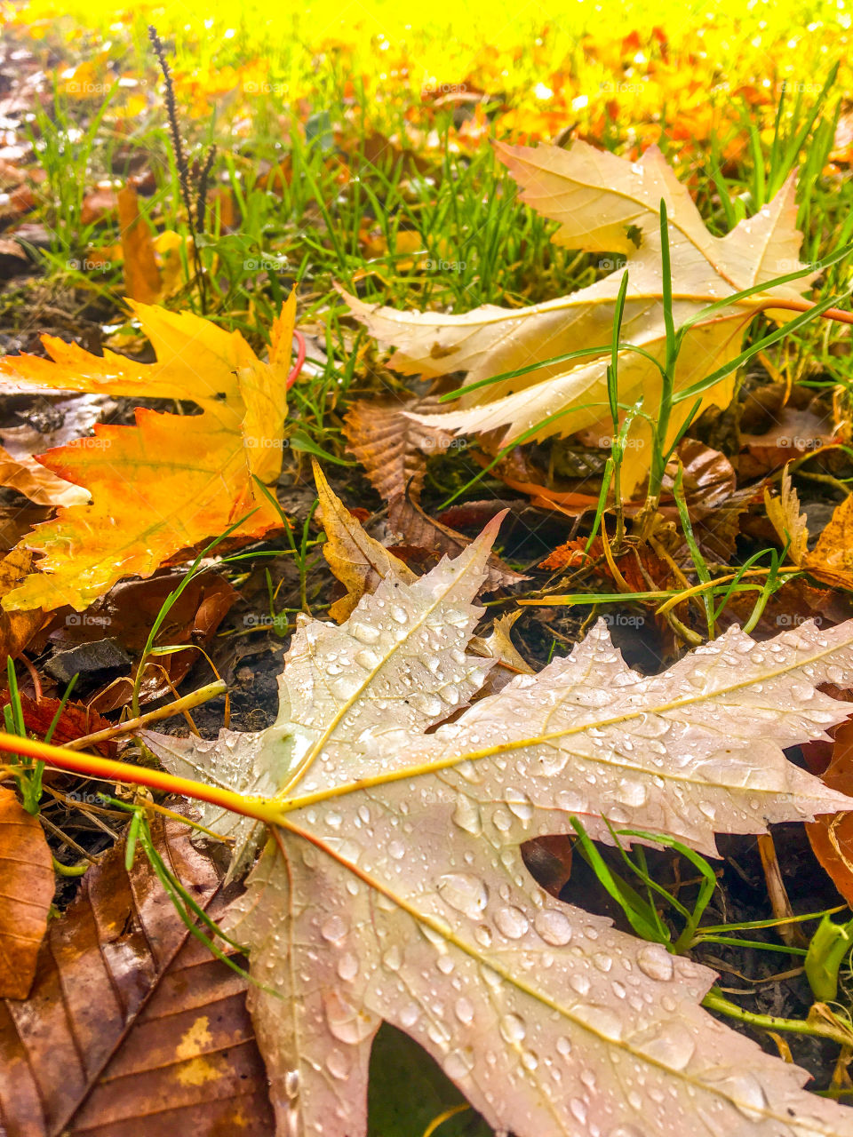 Autumn Foliage 