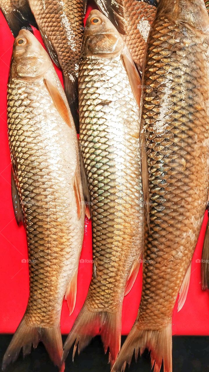 The grass carp fish