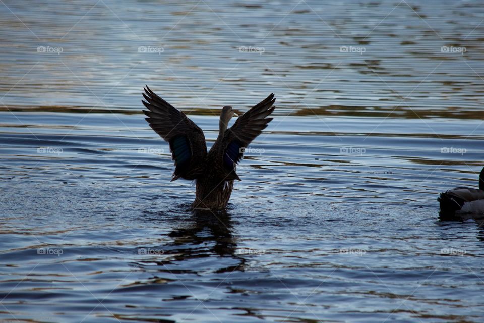 Duck taking off from the lake 