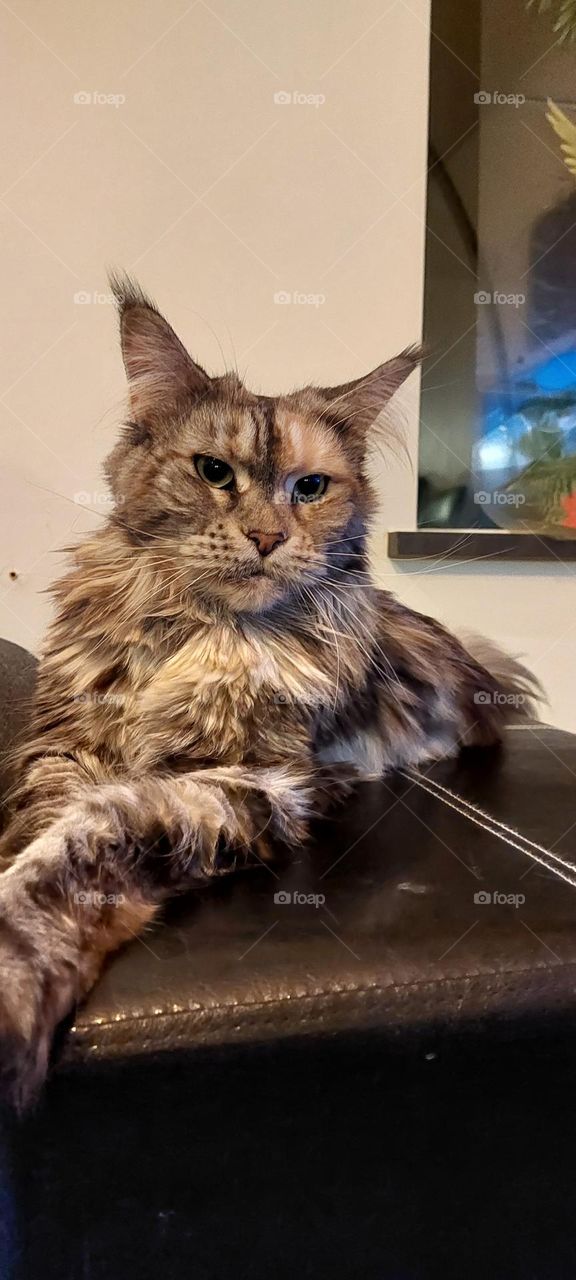 Multicoloured cat in relaxed bossy pose.