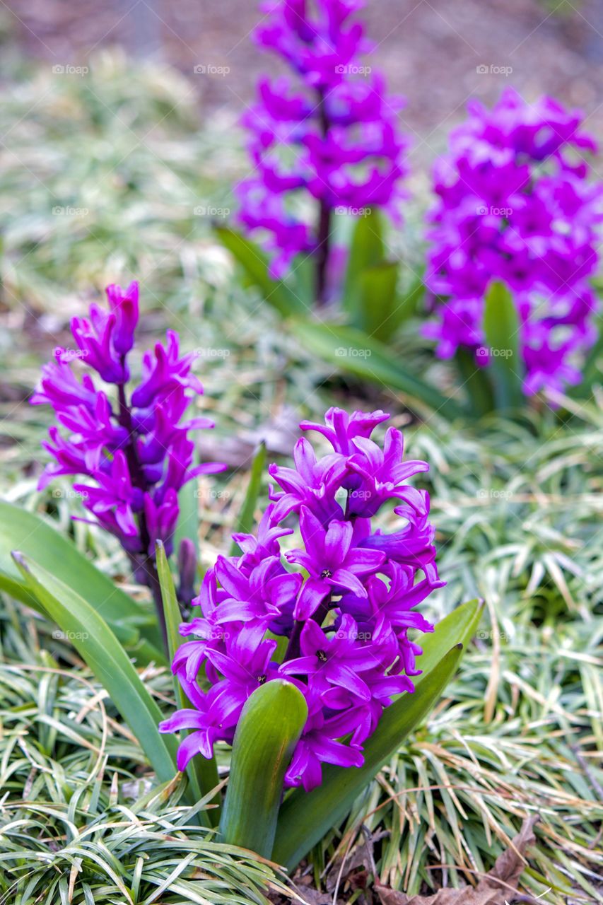 Springtime blooms