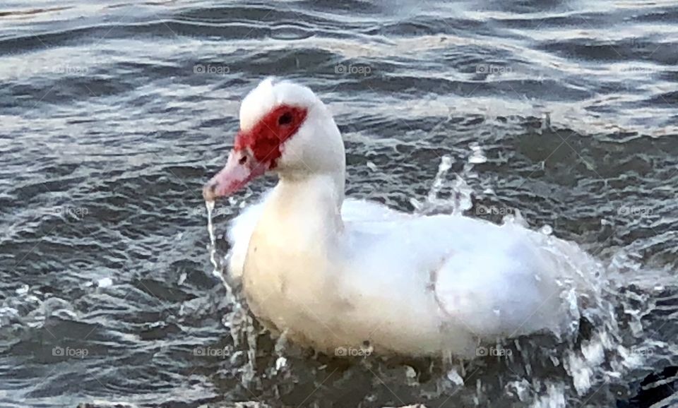 Muscovy, duck, muscovy duck, white, water, freshwater, red, feathers, float, floating, swim, swimming, lake, spring, thaw, reflection, Holiday Lake, Missouri, bill