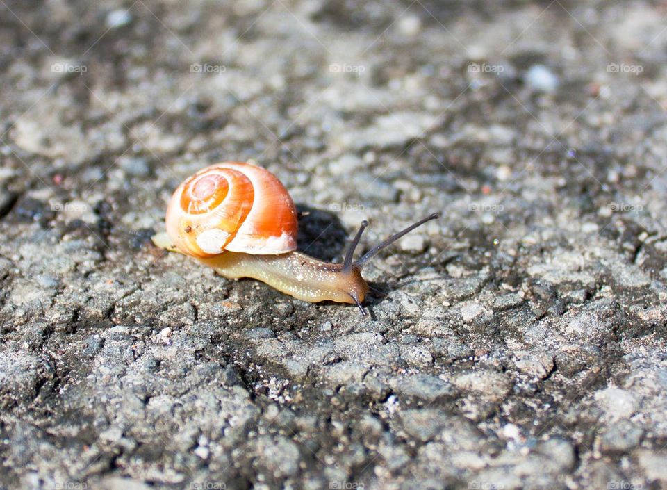 Close-up of a snail