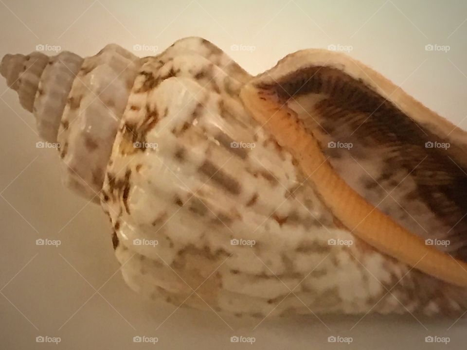 Close up of conch shell
