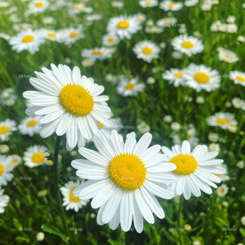 Smiling in the sun