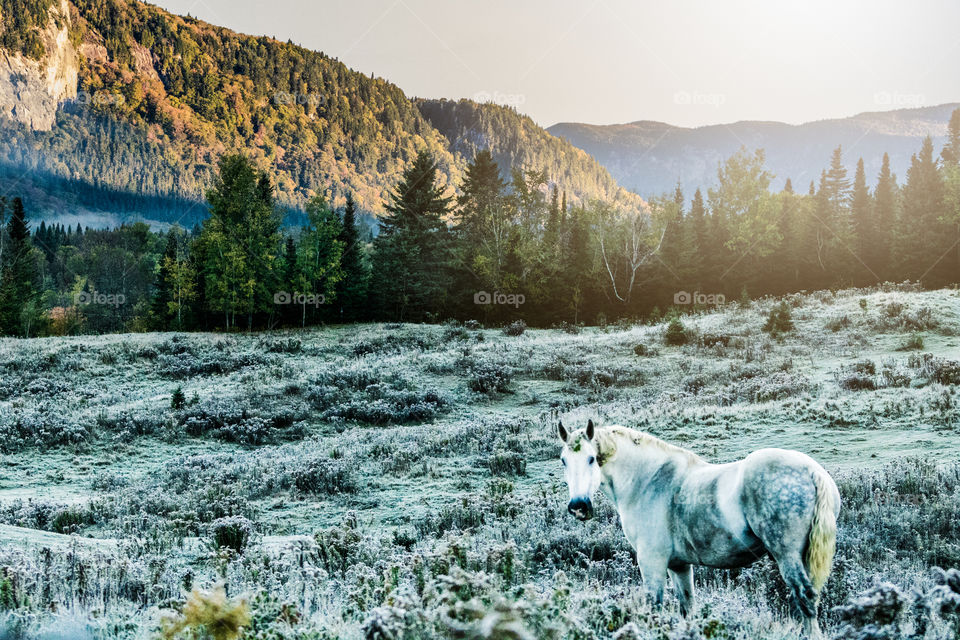 A horse in the automn field 