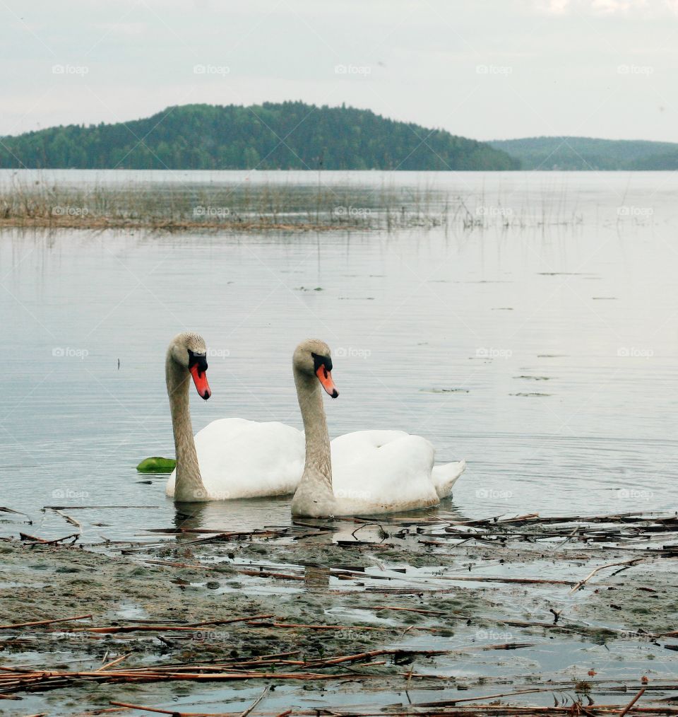 Two swans swimming at lake