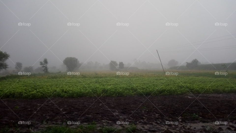 Rain and Agriculture
